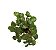 Ludwigia repens (Rubin) - Imagem 1