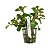 Ludwigia repens (Rubin) - Imagem 2