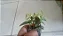 Alternanthera reineckii (Curitiba) - Imagem 1