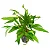 Hygrophila angustifolia - Imagem 1