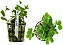 Lysimachia Nummularia - Imagem 1