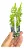 Pogostemon deccanensis - Imagem 1