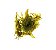 Potamogeton perfoliatus - Imagem 1