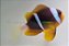 Allardi Clownfish - Imagem 1