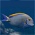 Dsumiery Tang G - Imagem 1