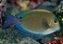 Dusky Surgeonfish - Imagem 1