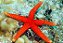 Estrela Red Yellow Tip - Imagem 1