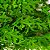 Pendente Avenca Verde Toque Real Verde 2 Tons 93 Galhos 84cm - Imagem 7