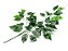 Galho Folha de Ficus Cetim Verde 56cm 12 Galhos - Imagem 1