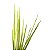 Planta Folhagem Grass Verde 50cm - Imagem 4