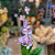 HASTE FLOR DE JASMIN LILÁS 78CM - Imagem 3