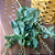 BUQUÊ DE EUCALIPTO VERDE ESCURO X7 63CM - Imagem 5