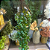 PENDENTE FOLHAGEM BUXUS X5 103CM - Imagem 2