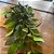 HASTE FOLHA DE FICUS X5 VERDE 100CM - Imagem 3