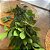 HASTE FOLHA DE FICUS X5 VERDE 100CM - Imagem 5
