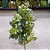 COMPLEMENTO FOLHA C/ SEMENTES BRANCO 57CM - Imagem 3