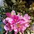 GALHO DE ASTROMELIA PINK 60CM - Imagem 3