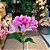 GALHO DE ASTROMELIA PINK 60CM - Imagem 6