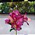 GALHO DE ASTROMÉLIA ROSA FUSCIA 60CM - Imagem 6