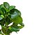 Buquê Folhagem Toque Real Tons de Verde x5 35 cm - Imagem 5