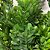 BUQUÊ FOLHAGEM BUXUS VERDE 37CM - Imagem 3
