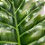 FOLHA FILODENDRO XANADU VERDE 84CM - Imagem 2