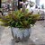 ARRANJO CACHEPOT CIMENTO CHAPISCADO BRANCO 8X6 C/ PICK DIPSACUS - Imagem 5