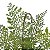 Folhagem Samambaia Toque Real x10 Verde 29 cm - Imagem 4