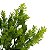 Folhagem Pick Grass com Print x10 Verde Claro 24 cm - Imagem 5