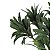 Folhagem Podocarpus com Powder Verde x5 25 cm - Imagem 4