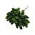 Folhagem Pick Sedum com Print PLT x12 Verde Frosted 20 cm - Imagem 2
