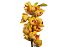 Haste Orquidea Cymbidium X15 70cm Amarela - Imagem 2
