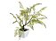 Folha Avenca X28 Toque Real 55cm no Vaso - Imagem 1