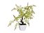 Folha Avenca X28 Toque Real 55cm no Vaso - Imagem 2