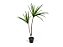 Árvore Dracena Marginata Real Toque no Vaso 95cm - Imagem 2