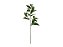 Complemento Folhagem Sanchezia com Proteção Uv 26 Folhas - 80cm - Imagem 1