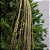 COMPLEMENTO GRASS NATAL DOURADO 1,13M - Imagem 2