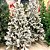 Árvore Natal Imperial Nevada 882 Galhos Pé Ferro 1,8m - Imagem 2
