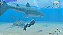 Endless Ocean Luminous - Imagem 8