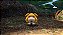 Pikmin 4 - Imagem 3