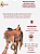 Sela Prova de Laço Half Notch Team Roping Competição + Manta QM Imports - Imagem 10