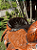 Sela Team Penning Profissional Entalhada + Manta QM Imports - Imagem 2