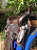 Sela Ranch Sorting Classic Profissional Completa + Manta QM Imports - Imagem 2