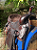 Sela Ranch Sorting Classic Profissional Completa + Manta QM Imports - Imagem 8