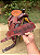 Sela Prova de Laço Champion's Legacy + Manta QM Imports - Imagem 3