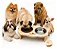 Comedouro Elevado Para Cães E Gatos Duplo Inox P E M Ração - Imagem 7