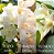 Chanson D'Eau Perfume Eau de Toilette Jasmine 100ml - Imagem 3