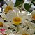 Dendrobium Cream Cascade - Tamanho 4 - Imagem 2
