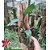 Bifrenaria Aurofulva - Pré adulta - Imagem 2