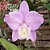 Cattleya Harrisoniana Var. Trilabelo x Self - Adulta - Imagem 1